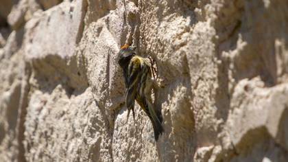 Red-fronted Serin