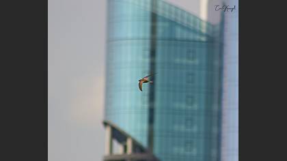 Pallid Swift