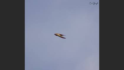 Pallid Swift
