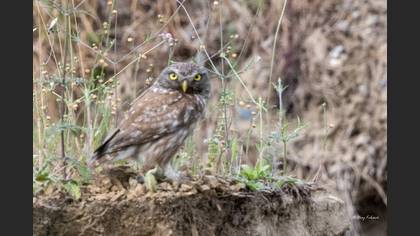 Little Owl