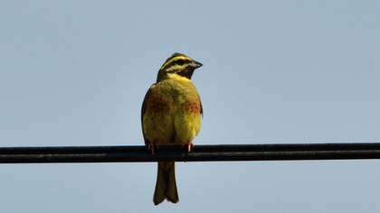 Cirl Bunting