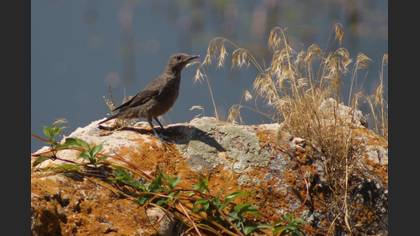 Blue Rock Thrush