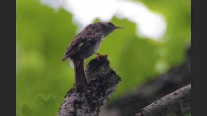 Short-toed Treecreeper