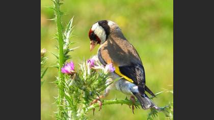 European Goldfinch