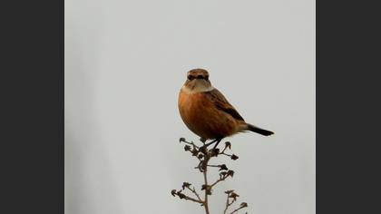 European Stonechat