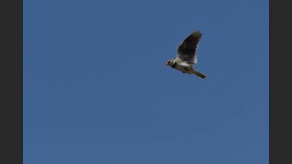 Calandra Lark