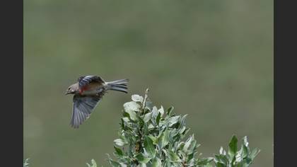 Common Linnet