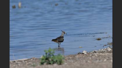 Northern Lapwing