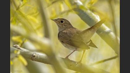 Thrush Nightingale