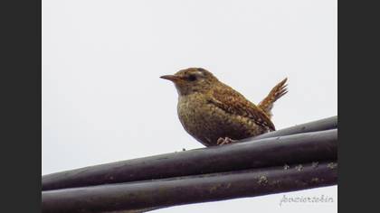 Eurasian Wren