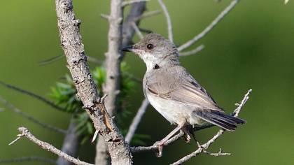 Rüppell`s Warbler