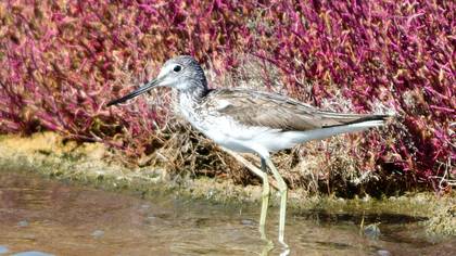 Common Greenshank