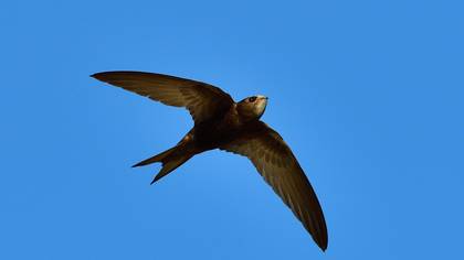 Pallid Swift