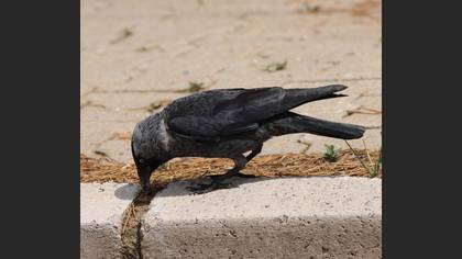 Western Jackdaw
