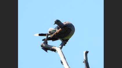 European Turtle Dove