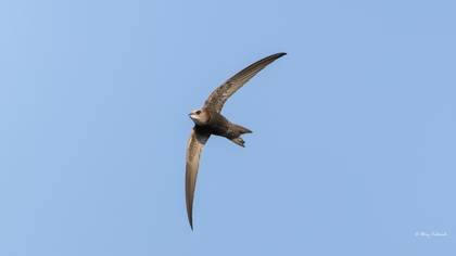Pallid Swift