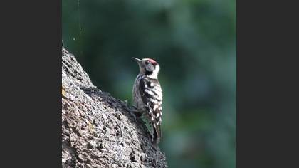 Lesser Spotted Woodpecker