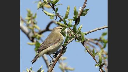 Common Chiffchaff