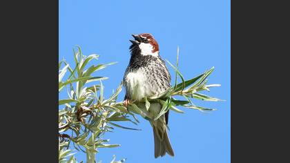 Spanish Sparrow