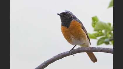Common Redstart