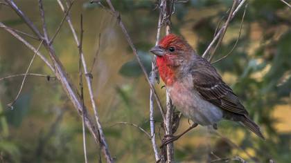 Common Rosefinch