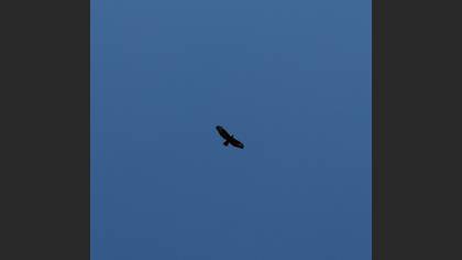 Common Buzzard