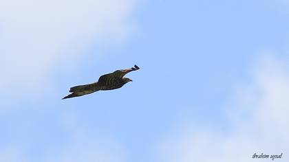 European Honey Buzzard