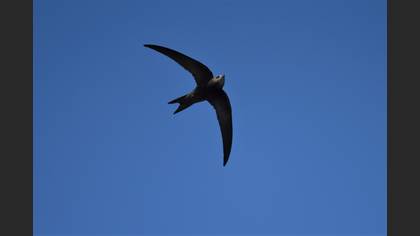 Pallid Swift