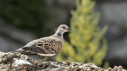 European Turtle Dove