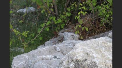 Cetti`s Warbler