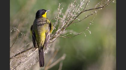 Western Yellow Wagtail