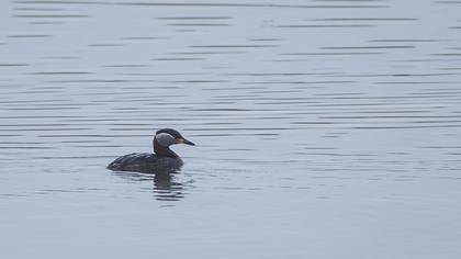 Red-necked Grebe