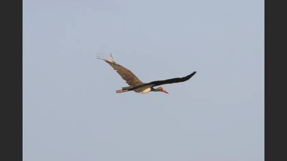 Black Stork