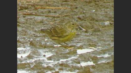 European Serin