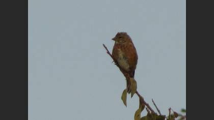 Common Linnet