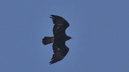 Golden Eagle