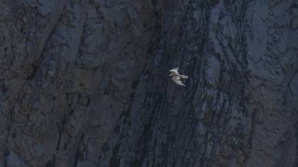 Bearded Vulture