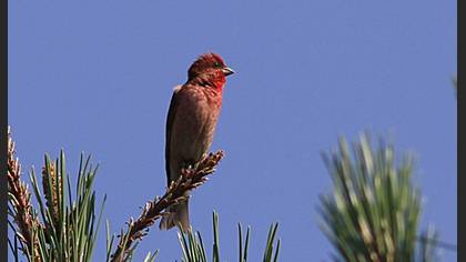 Common Rosefinch
