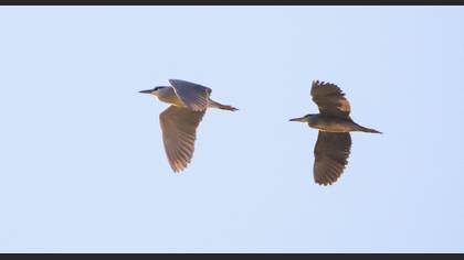 Black-crowned Night Heron