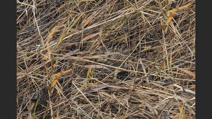 Eurasian Bittern
