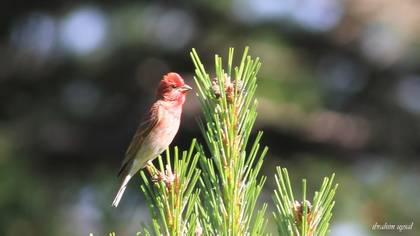 Common Rosefinch