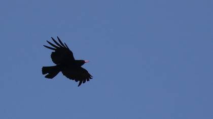 Red-billed Chough