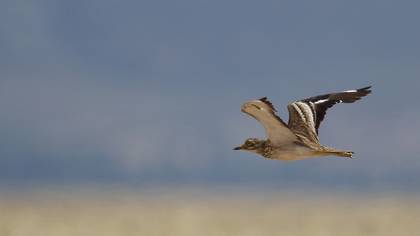 Eurasian Stone-curlew