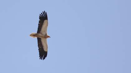 Egyptian Vulture