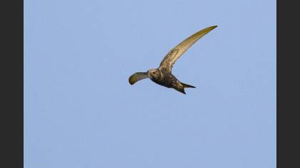 Common Swift