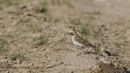 Calandra Lark