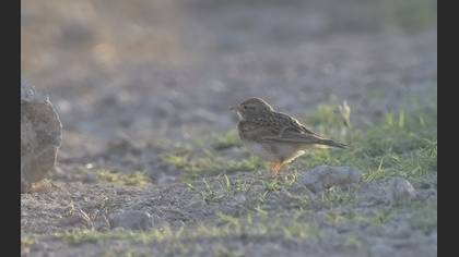 Greater Short-toed Lark