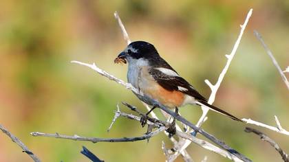 Masked Shrike