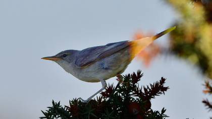 Olive-tree Warbler