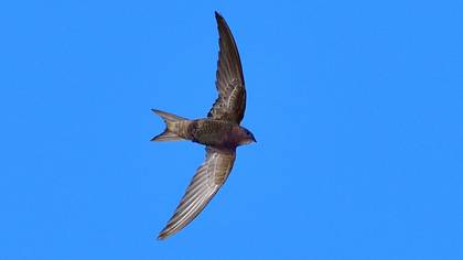 Pallid Swift